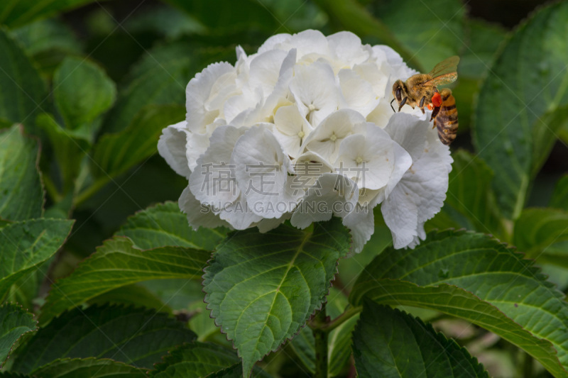 八仙花属,蜜蜂,白色,花朵,超级大黃蜂式战斗攻击机,动物躯干,树篱,水平画幅,动物身体部位,夏天