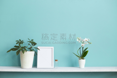 植物,极简构图,白色,兰花,相框,架子,墙,盆栽植物,住宅房间,装饰