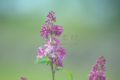 柔和,丁香花,自然美,地形,户外,夏天,色彩鲜艳,多色的,白色,芳香的