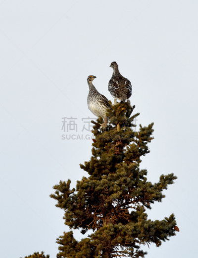 尖尾松鸡,阿拉斯加,自然,垂直画幅,野生动物,冬天,图像,雪,野外动物