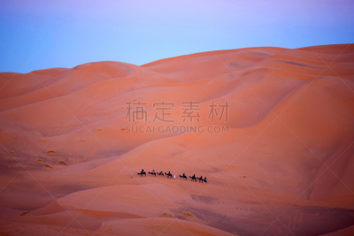 摩洛哥,骆驼,徒步旅行,天空,沙子,贝多因人,旅行者,野外动物,夏天,干的