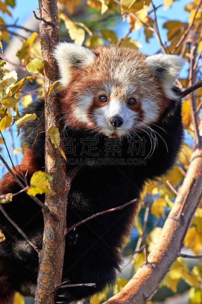 小熊猫,自然,垂直画幅,哺乳纲,红色,野生动物,无人,动物,野外动物,森林