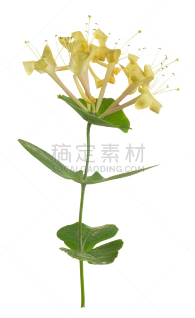 忍冬,白色背景,分离着色,金银花科,箭木,川绿断目,垂直画幅,无人,背景分离,特写