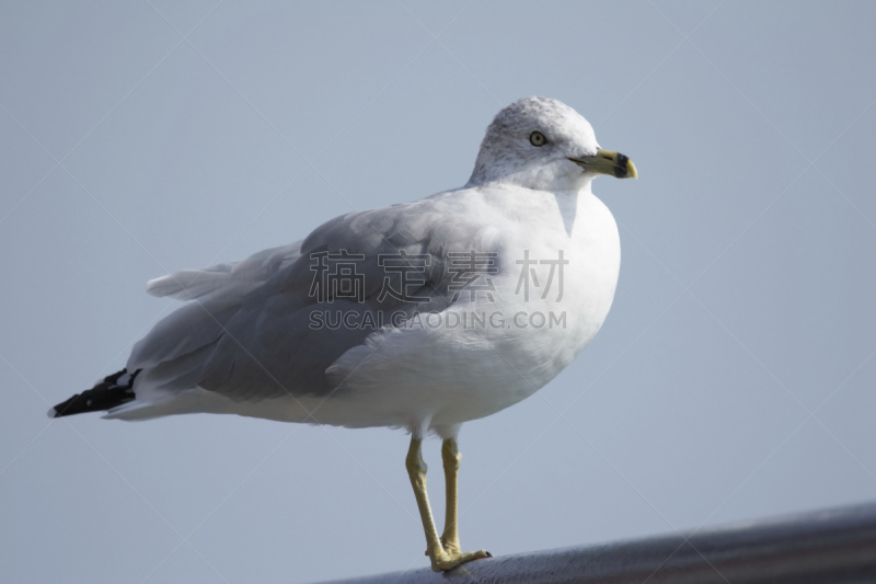 海鸥,海洋,西方海鸥,灰色,水平画幅,无人,鸟类,野外动物,一只动物,滨水