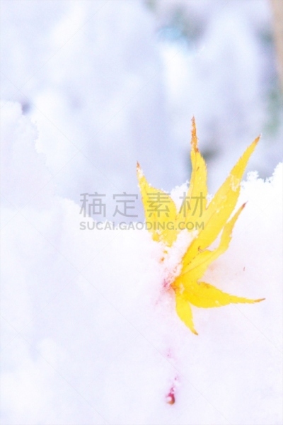 秋天,粉末状雪,舞蹈,垂直画幅,雪,无人,葡萄树枫木,户外,北海道,镜头眩光