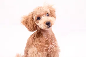 贵宾犬 美 褐色 玩具贵宾犬 水平画幅 美人 杏 工作室 口络 友谊图片素材下载 稿定素材