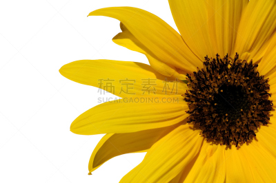 白色背景,向日葵,分离着色,玩具熊向日葵,向日葵属 ,美,水平画幅,夏天,户外,特写