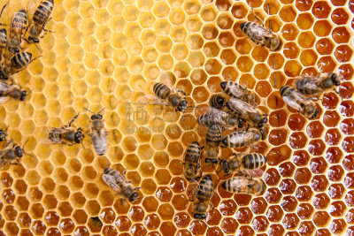 六边形,蜜蜂,甜食,蜂蜜,美,梳子,水平画幅,忙碌,蜂蜡,动物身体部位