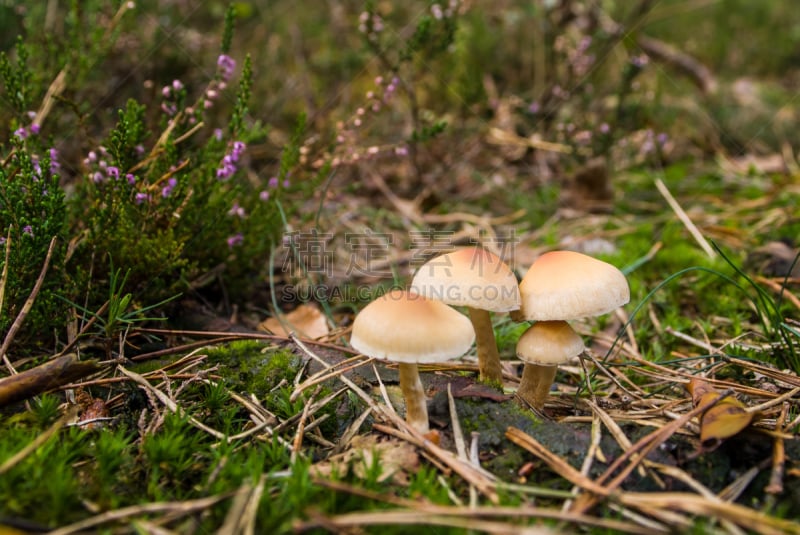 苔藓,草地,蘑菇,褐色,水平画幅,早晨,夏天,特写,真菌,枝