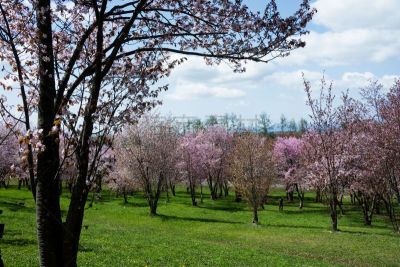 Cherry blossoms in full bloom