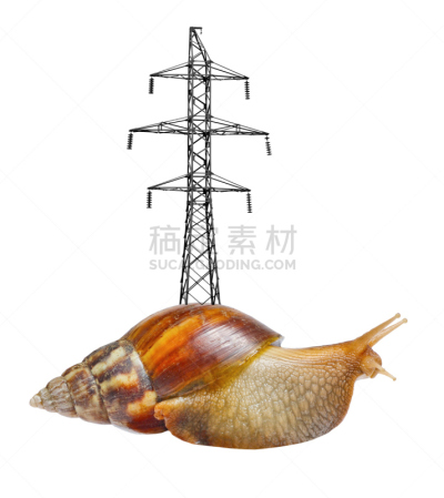 蜗牛,共栖,粘液,寄生的,垂直画幅,能源,无人,软体动物,巨大的,腹足动物