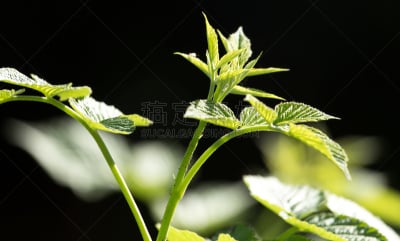 绿色,自然,悬钩子属植物,天蛾,哈萨克斯坦,图像,美容院,草,叶子,无人