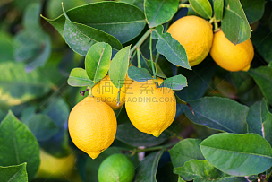 柠檬,柠檬树,果园,多汁的,酸味,熟的,果皮,栽培植物,柑橘属,枝繁叶茂