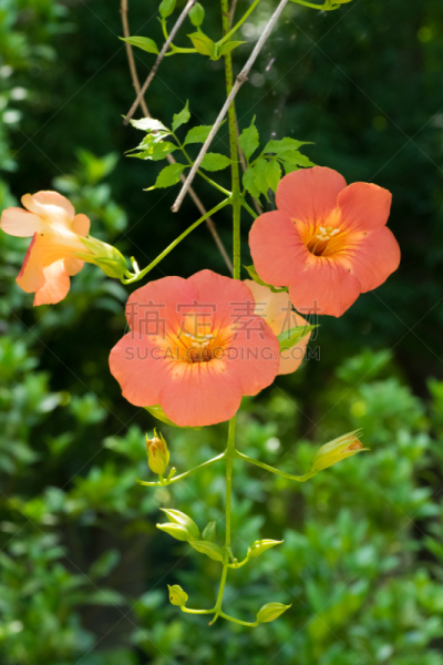紫薇科树,仅一朵花,巨大的,橙子,自然,垂直画幅,有蔓植物,无人,夏天,特写