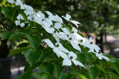 四照花,美,六月,水平画幅,无人,五月,早晨,夏天,户外,干净