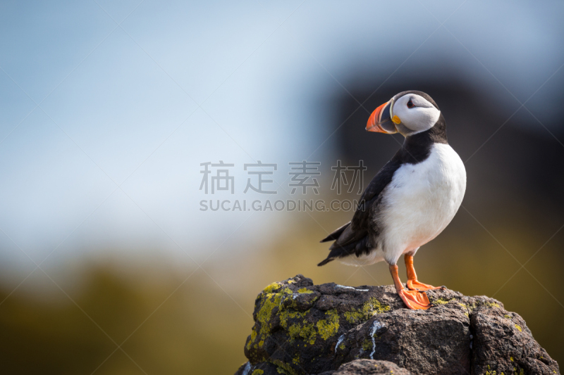 大西洋海雀,角嘴海雀,五月,岛,苏格兰,韦斯特曼纳埃亚尔,自然,水平画幅,无人,鸟类