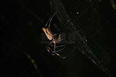 蜘蛛,哥斯达黎加,人面蜘蛛,线,tortuguero national park,野生动物,水平画幅,无人,蜘蛛纲,户外