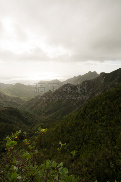 过去,特内里费岛,公园,森林,路,垂直画幅,稀缺,气候,沟壑,古老的