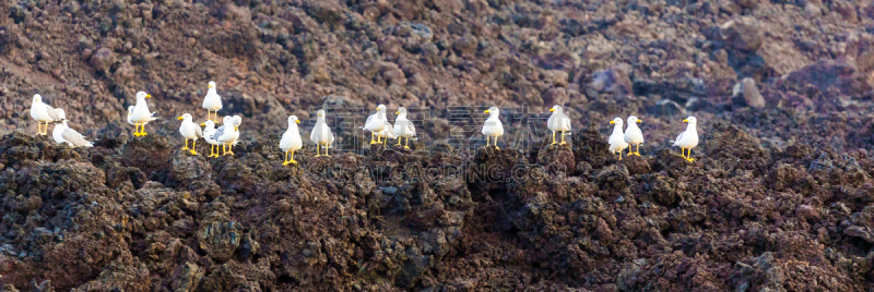 石头,火山,熔岩平原,timanfaya national park,兰萨罗特岛,褐色,国家公园,水平画幅,火山地形,鸟类