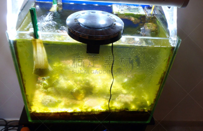 海洋,水族馆,无人迹,藻青菌,细菌,水平画幅,热带气候,无人,藻类,深的