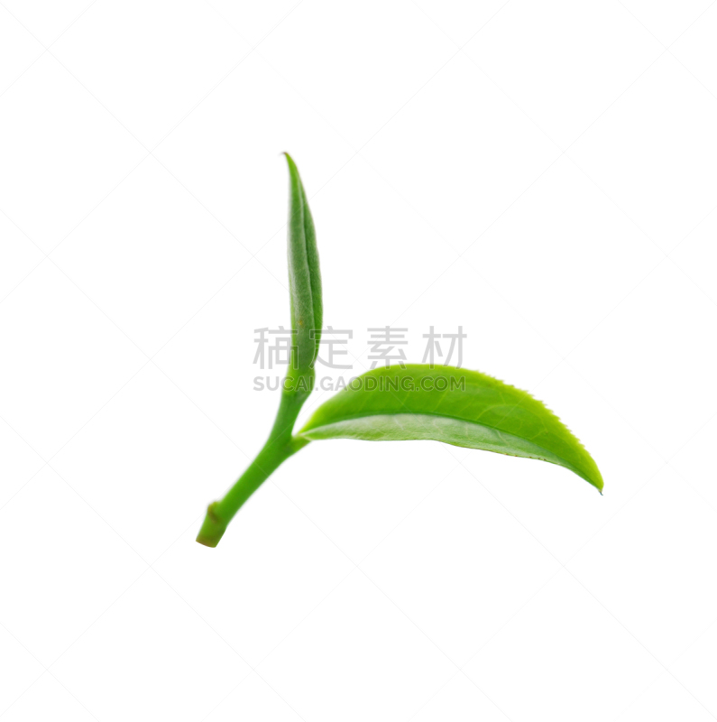 分离着色,茶叶,白色背景,绿色,earl,大吉岭,慕那尔,叶绿素,垂直画幅,式样