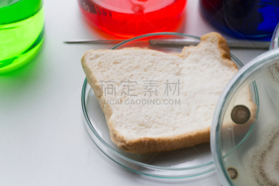 实验室,面包,真菌,健康保健,皮氏培养皿,显微镜,生物科技,水平画幅,孢子,微生物学