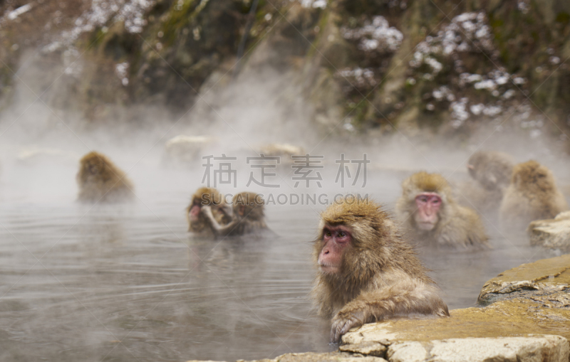 leirhnukur温泉区,温泉,热水池浴,日本猕猴,炮弹树,山之湖,桑拿浴,公共浴室,长野县,水平画幅