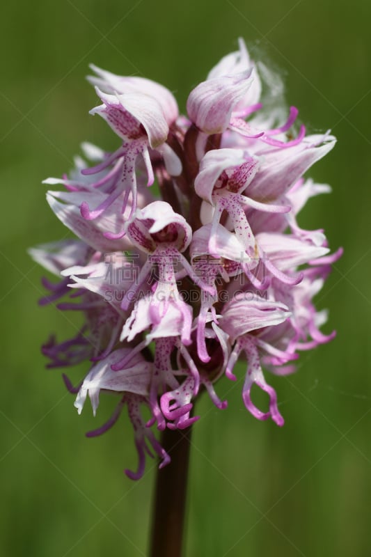 Orchis singe - Orchis simia
Orchidée sauvage en fleur