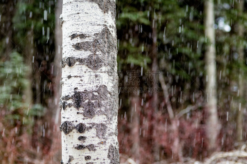 白杨类,特写,大风雪,平衡折角灯,白色,自然,季节,爱达荷,冬天,图像