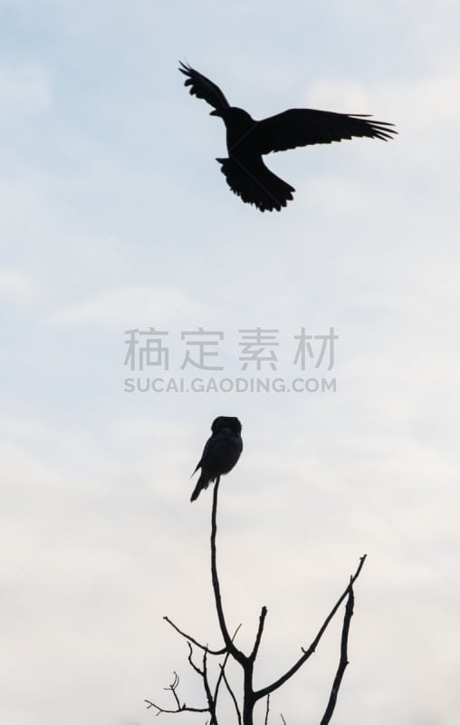 hawk owl,北,垂直画幅,大乌鸦,野生动物,无人,猫头鹰,鸟类,观鸟,野外动物