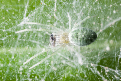 蜘蛛,mesh-web spider,螨,织巢鸟,蜘蛛恐惧症,水平画幅,蜘蛛纲,野外动物,特写,害虫