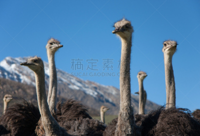 奥次颂,鸵鸟,南非,居住区,卡鲁镇,花园大道,水平画幅,无人,鸟类,农业