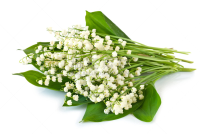 百合花,花束,山谷,水,美,芳香的,水平画幅,五月,轻的,白色