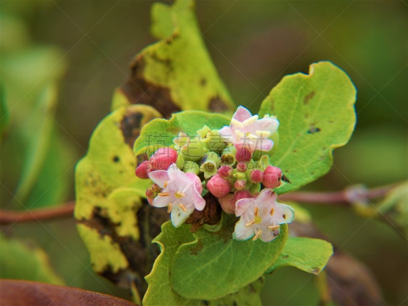 花蕾,鹭管鱼,金银花科,箭木,川绿断目,水平画幅,雪,无人,夏天,特写