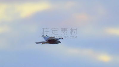 鸟类,背景,沼泽,天空,野生动物,食肉鸟,水平画幅,云,无人,夏天