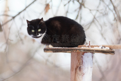 猫,格鲁曼f-14,喂鸟器,食槽,水平画幅,小的,家畜,无人,猫科动物,黄昏