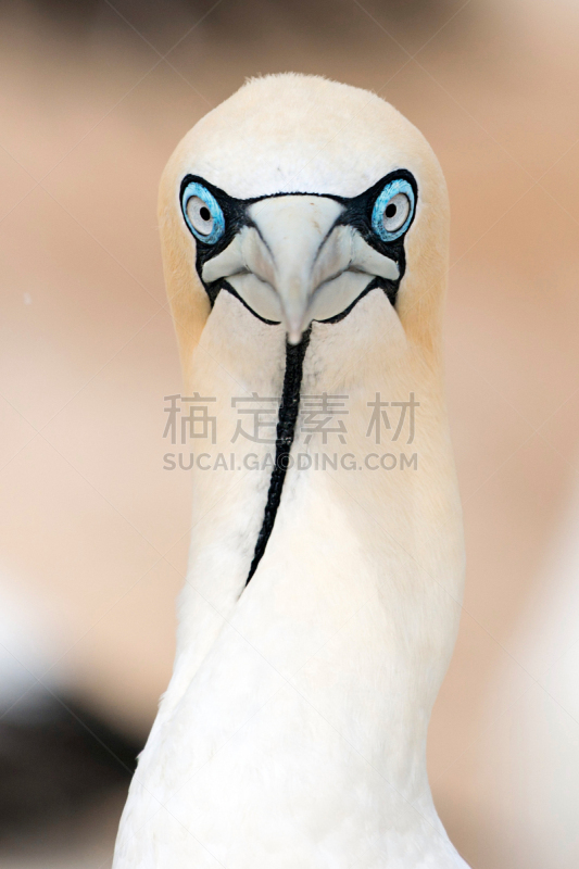 海角鲣鸟,注视镜头,垂直画幅,无人,海鸟,南部非洲,大西洋,鲣鸟,水禽,结巴鸟