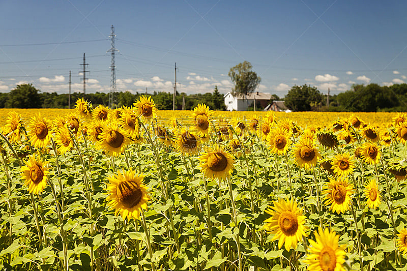 House in the center of the sunflowers field.summer landscape