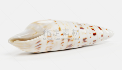贝壳,三维图形,水平画幅,海螺,贻贝,蛤,帽贝,软体动物,蜗牛,扇贝