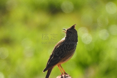 沙漠,百灵鸟,生物学,动物的冠,背景分离,野生动物,环境,北美歌雀,一只动物,动物
