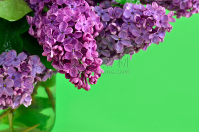 特写,丁香花,枝,花朵,青年人,天空,芳香的,水平画幅,无人,夏天