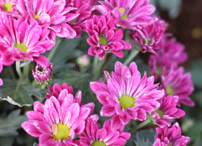 非洲雏菊,粉色,仅一朵花,水平画幅,夏天,户外,图像,特写,花束,植物