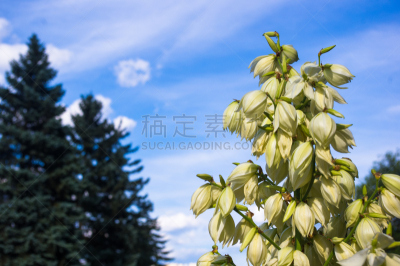 白色,特写,灌木,小丝兰,公园,枝繁叶茂,沙漠,植物,户外,铃