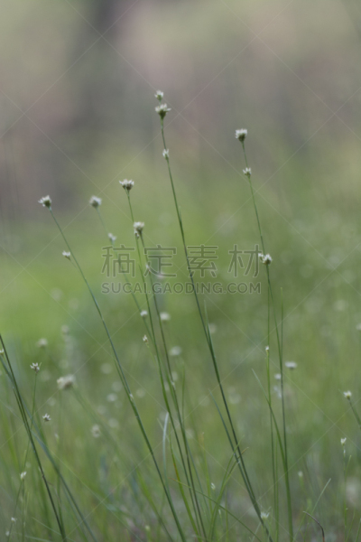 草,小的,自然,垂直画幅,利河,草地,宁静,无人,户外,芦苇