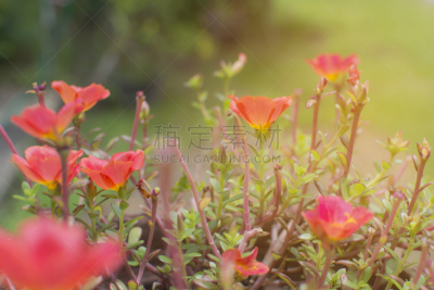 马齿苋,大花马齿苋,橙子,portulaca,菜园,选择对焦,欧洲防风草,木樨科,美,水平画幅