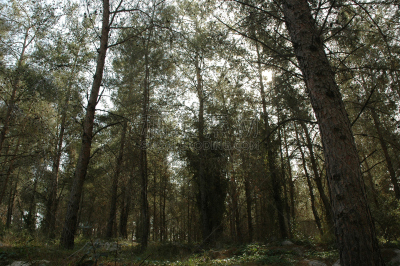森林,水平画幅,绿色,无人,圆木,热带雨林,阴影,户外,小树林,树林