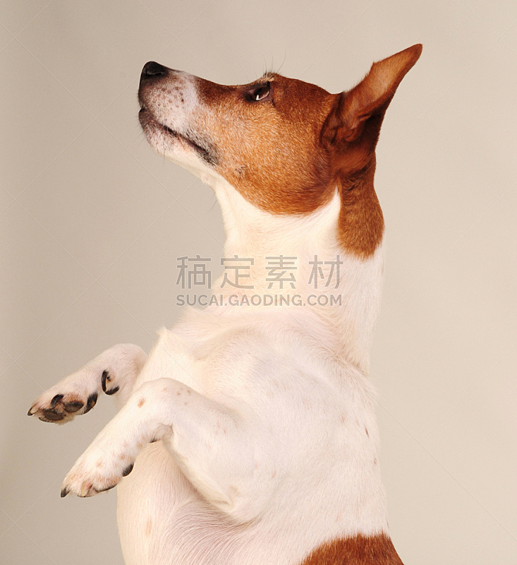 杰克拉瑟短腿犬 垂直画幅 纯种犬 无人 梗犬 白色背景 背景分离 一只动物 哺乳纲 宠物图片素材下载 稿定素材
