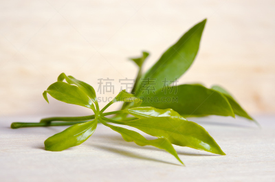 五加科,叶子,厚木板,分离着色,皇后伞树,常春藤,自然,有蔓植物,水平画幅,绿色