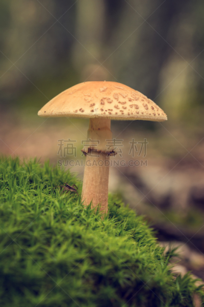 真菌,食品,腮红,鹅膏菌,自然,垂直画幅,褐色,秋天,无人,苔藓