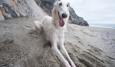 海滩,肖像,苏俄牧羊犬,快乐,自然美,白色,水,美,水平画幅,形状